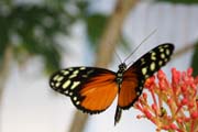 Natuur fotografie